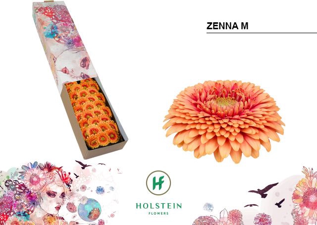 <h4>GE MB GERPONI ZENNA M Doos x60</h4>