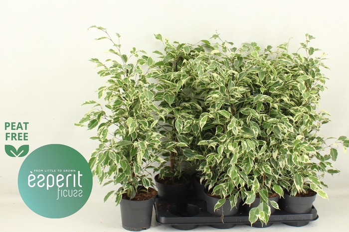 <h4>FIC BE TWILIGHT</h4>