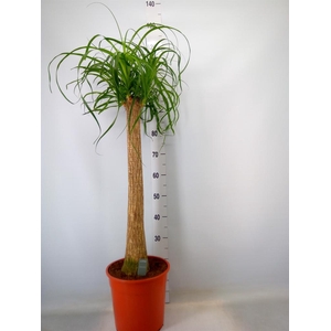 Beaucarnea recurvata