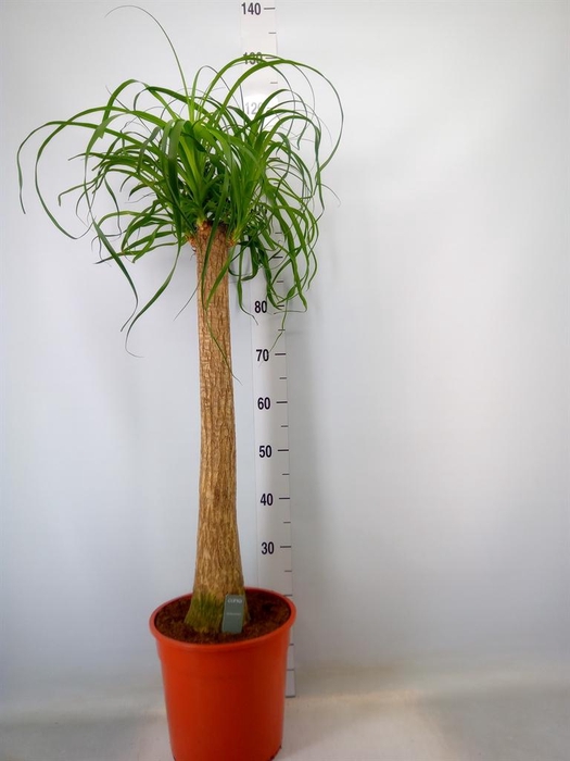 <h4>Beaucarnea recurvata</h4>