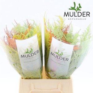 ASP S KLB H% 1E VEREN SPRING MIX