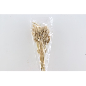 Dried Lagurus 50gr Natural Bunch