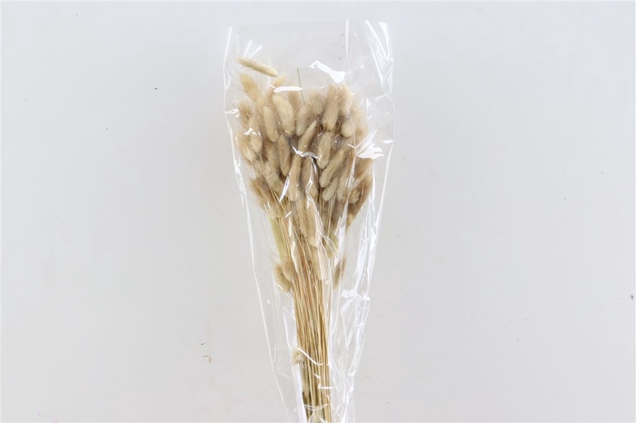 Dried Lagurus 50gr Natural Bunch