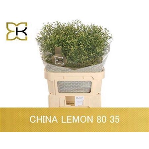 Lim Sin China Lemon