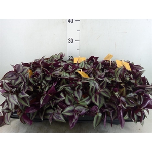 Tradescantia zebr. 'Purpusii'