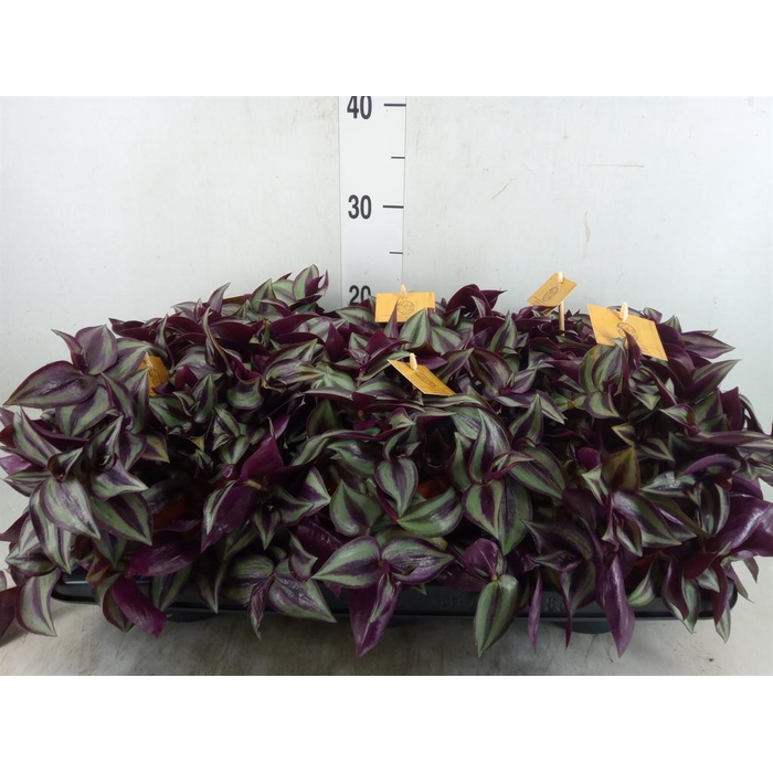 <h4>Tradescantia zebr. 'Purpusii'</h4>