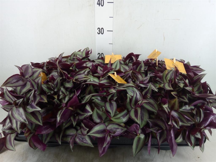 <h4>Tradescantia zebr. 'Purpusii'</h4>