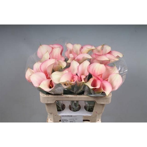 Calla Auckland Kallaland