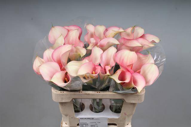 <h4>Calla Auckland Kallaland</h4>