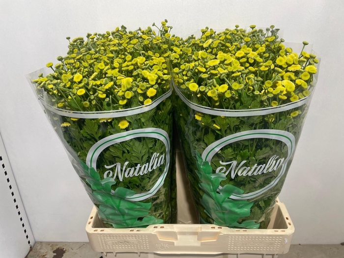 <h4>TANA PA AMAZONE</h4>