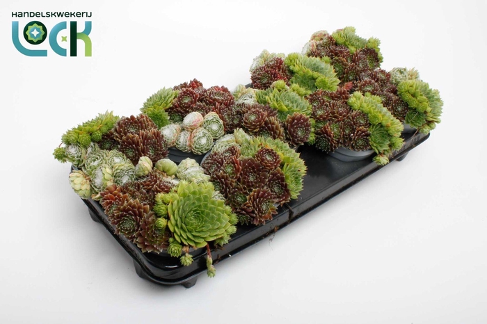 <h4>Sempervivum Mix</h4>