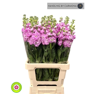 MATTH IRON PINK