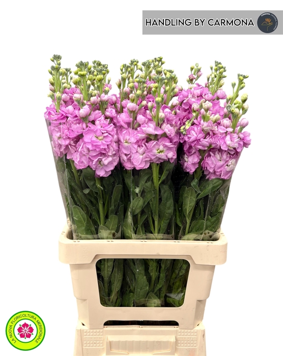 <h4>MATTH IRON PINK</h4>