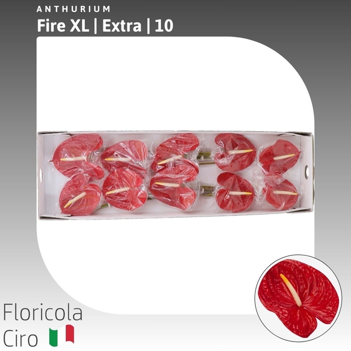 <h4>Anthurium Fire XL | Extra</h4>