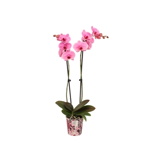 Potcover I Am Pink Phal I Am Pink 2T14+