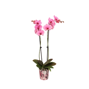 Potcover I Am Pink Phal I Am Pink 2T14+