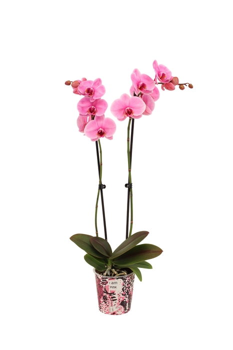 <h4>Potcover I Am Pink Phal I Am Pink 2T14+</h4>