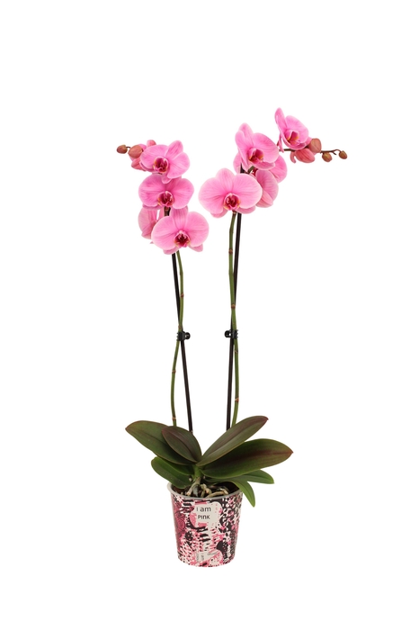 <h4>Potcover I Am Pink Phal I Am Pink 2T14+</h4>