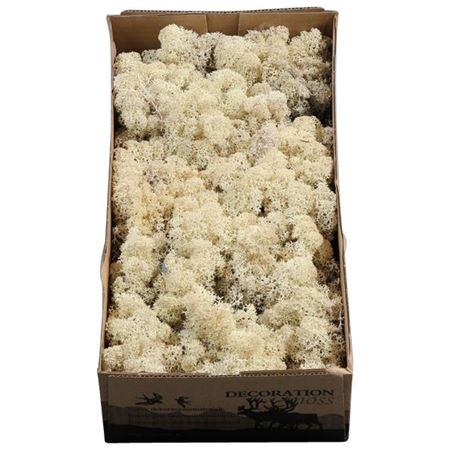 <h4>Ijslandmos (reindeer) Misty White</h4>