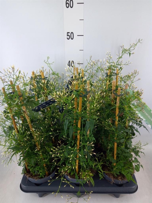 <h4>Jasminum polyanthum</h4>