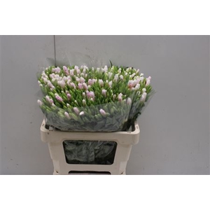 Clarkia Bicolor White