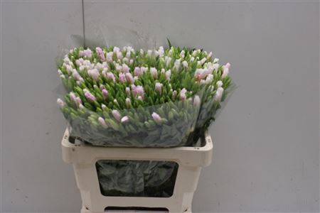 <h4>Clarkia Bicolor White</h4>