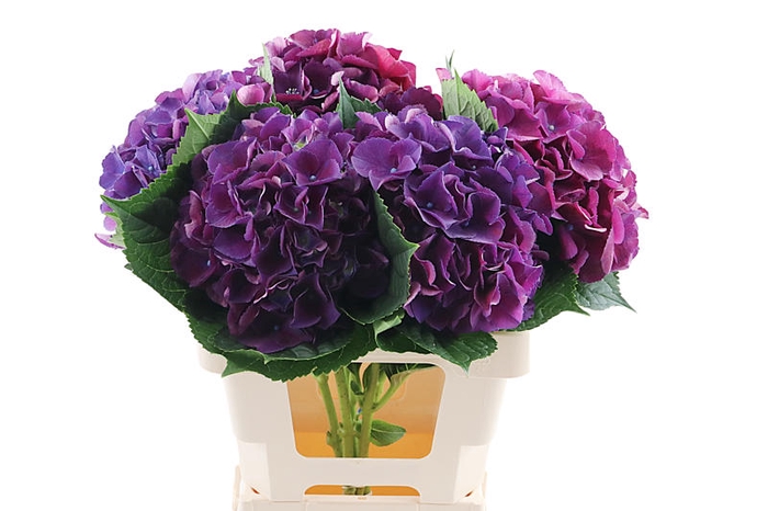 <h4>Hydr King 60 cm Vicini</h4>