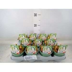 Muscari  'Magic White'