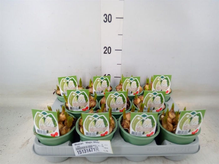 <h4>Muscari 'Magic White'</h4>