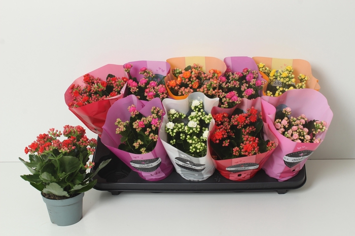 <h4>KAL GE PERF GEM 6 KL</h4>