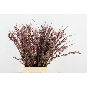 SALIX RED PASSION 060CM