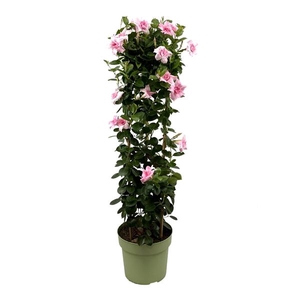 Mandevilla Sundaville Double Blush Pink