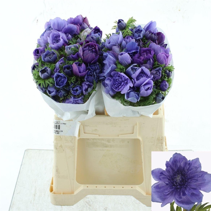 <h4>ANEM CO LEVAN BLU</h4>