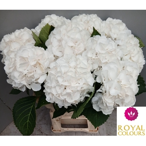 HYDR M ROYAL PRINCES