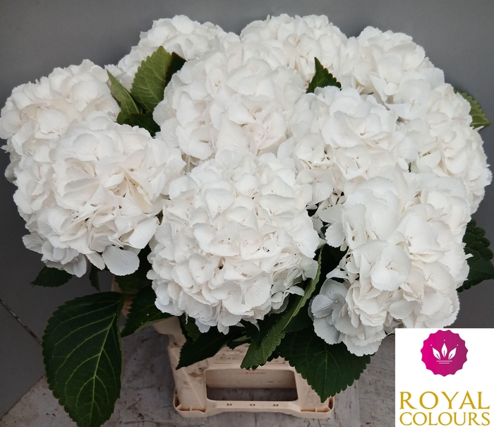 <h4>HYDR M ROYAL PRINCES</h4>