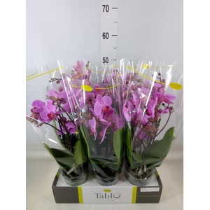 Phalaenopsis   ...rose