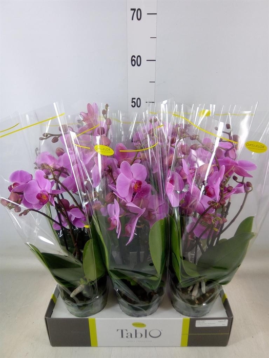 <h4>Phalaenopsis   ...rose</h4>