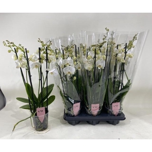 PHAL AN INVERNESS