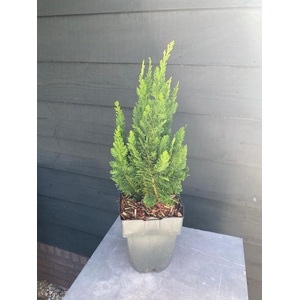 Chamaecyparis laws. 'Little Spire' P17