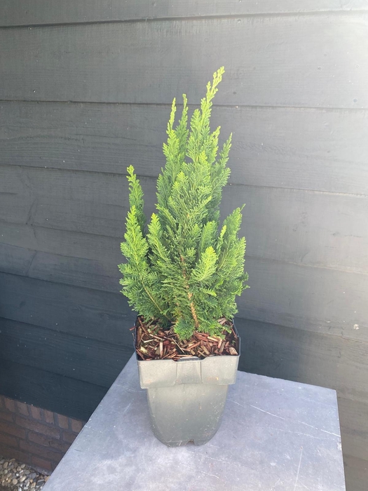 <h4>Chamaecyparis laws. 'Little Spire' P17</h4>