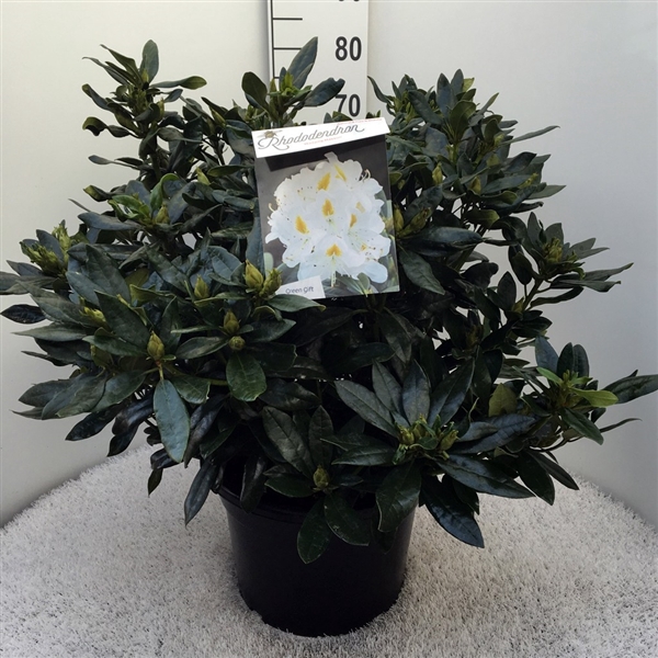 <h4>Rhodo. 'Madame Masson' white</h4>