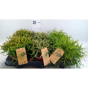 Rhipsalis   ...mix