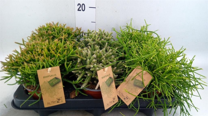 <h4>Rhipsalis   ...mix</h4>