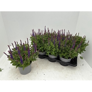 SALVIA NE OSTFRIESL