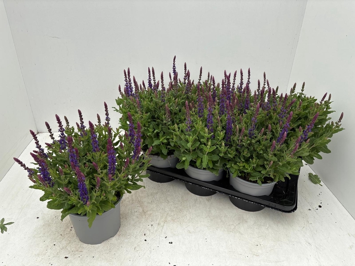 <h4>SALVIA NE OSTFRIESL</h4>
