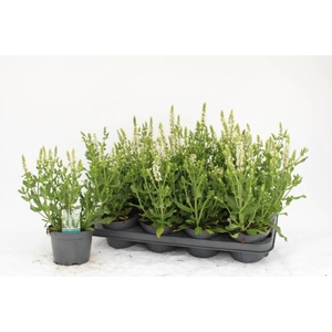 SALVIA NE SENS WHITE