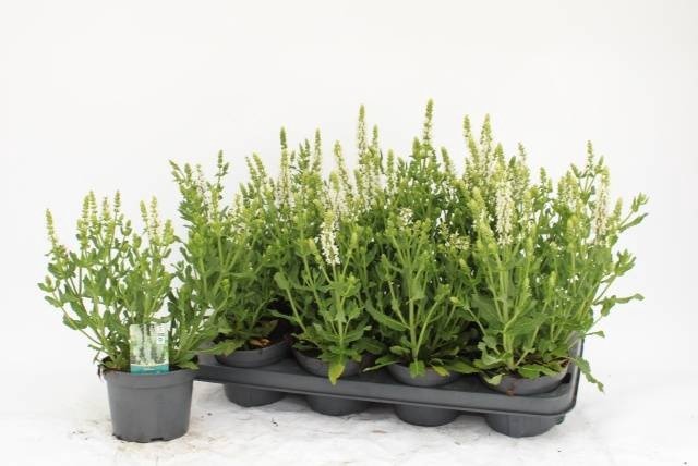 <h4>SALVIA NE SENS WHITE</h4>