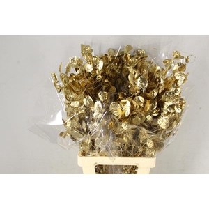 Df Lunaria Bs Antique Gold