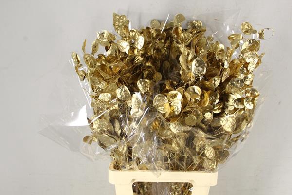 <h4>Df Lunaria Bs Antique Gold</h4>