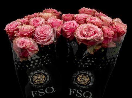 <h4>R Gr Wild Esperance</h4>